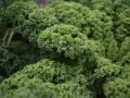 curly-endive-1128250_1280