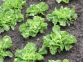 organic-endive-salad-field-1146660-639x852