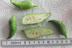Cyclanthera_pedata