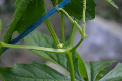 Cyclanthera_pedata_-_Acokca_-3