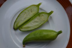Cyclanthera_pedata_-_Acokca_-5