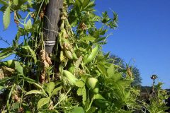 Cyclanthera_pedata_z01