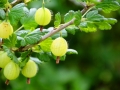 fruit-361589_1280