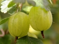 gooseberries-827046_1280