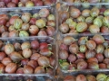 gooseberries-862782_1280