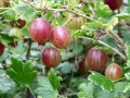 gooseberry-385445_1280