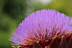 artichoke-1539652_1280