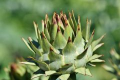 artichoke-3517444_1280