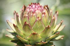 artichoke-5251687_1280