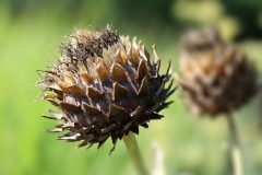 artichoke-6664363_1280
