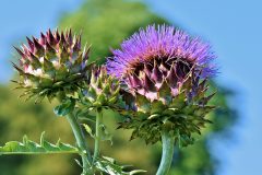 artichokes-3744283_1280