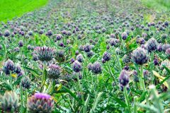 artichokes-5313977_1280