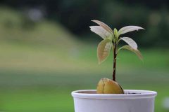 avocado-1488561_1280
