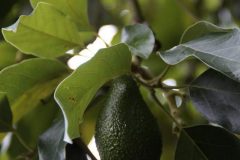avocado-2454364_1280