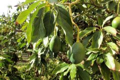 avocado-454288_1280