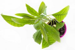 avocado-4813821_1280