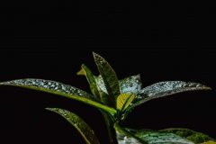 avocado-6771387_1280