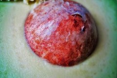 avocado-seeds-1328990_1280