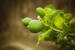 lemon-5344040_1280