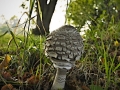 bedla-edible-348612_640
