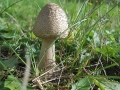 fungus-2012765_640