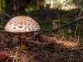 mushroom-2715997_640