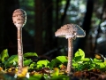 mushroom-2758750_640