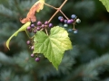 Zahrada s vřesovištěm IMG_0024