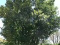 319px-Laurus_nobilis_12zz