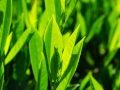 bay-leaves-474741_640