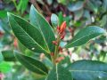 buds-on-bay-leaf-sprig