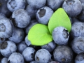 background-2281_1280