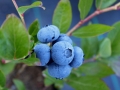 blueberry-1062712_1280