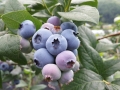blueberry-1106831_1280