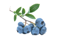 blueberry-539135_1280