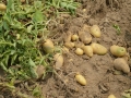 Jak si na zahradě vypěstovat rané brambory 2
