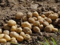 Jak si na zahradě vypěstovat rané brambory 5