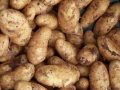 Jak si na zahradě vypěstovat rané brambory 7