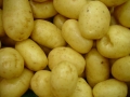 Jak si na zahradě vypěstovat rané brambory 6