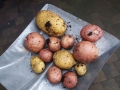Jak si na zahradě vypěstovat rané brambory 10