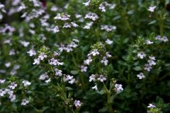 blossom-plant-meadow-flower-herb-botany-614046-pxhere.com_