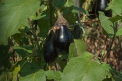 garden-2683221_1280