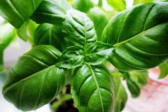 nature-plant-leaf-flower-foliage-food-634416-pxhere.com_