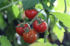 plant-fruit-flower-food-red-harvest-538288-pxhere.com_