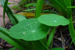 water-nature-grass-dew-plant-lawn-752417-pxhere.com_