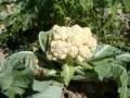 field-flower-food-produce-vegetable-agriculture-711029-pxhere.com