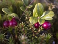 cranberries-2735883_640