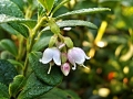 cranberry-112150_640