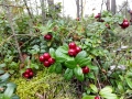 forest-2690974_640