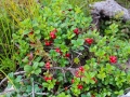 lingonberry-1648501_640